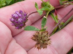 Trifolium barbigerum