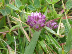 Trifolium barbigerum