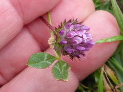 Trifolium barbigerum