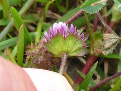 Trifolium barbigerum