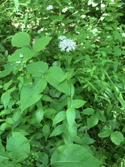 Marshallia trinervia