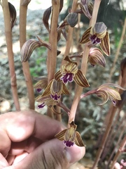 Bletia spicata