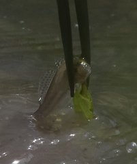 Acanthogobius flavimanus