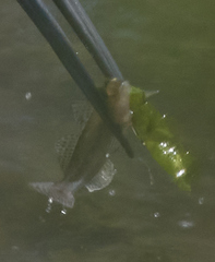 Acanthogobius flavimanus
