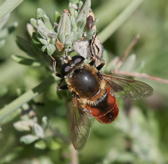 Polydontomyia curvipes