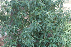 Solanum pubigerum