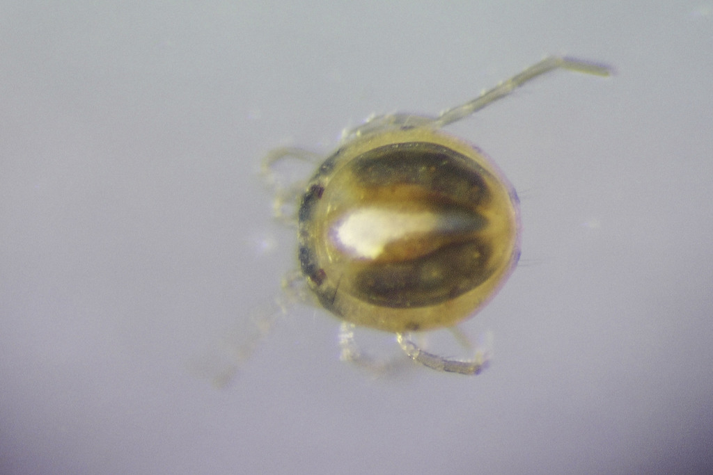 Xystonotus