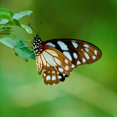 Graphium leonidas leonidas