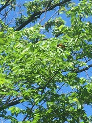 Icterus galbula