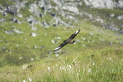 Stercorarius skua