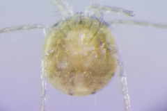 Xystonotus robustus