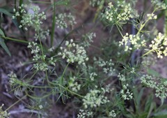 Spermolepis echinata