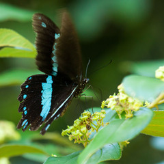 Papilio nireus