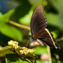 Papilio nireus