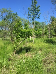 Fraxinus quadrangulata