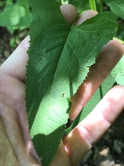 Hasteola suaveolens