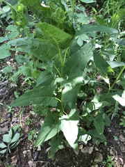 Hasteola suaveolens