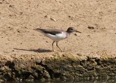 Actitis macularius