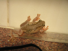 Litoria dentata