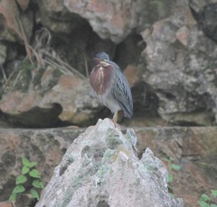 Butorides virescens
