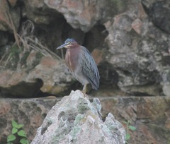 Butorides virescens