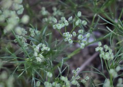 Spermolepis echinata