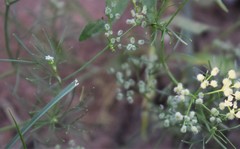Spermolepis echinata