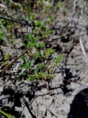 Loeflingia squarrosa