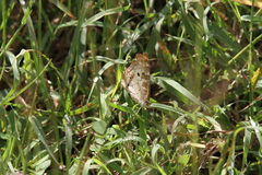 Anartia jatrophae