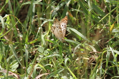 Anartia jatrophae