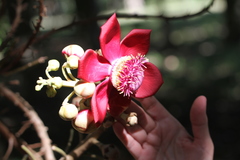 Couroupita guianensis