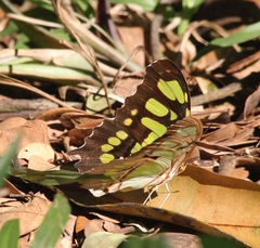Siproeta stelenes
