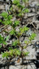 Loeflingia squarrosa