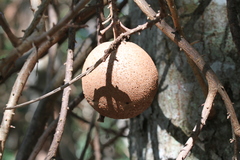 Couroupita guianensis