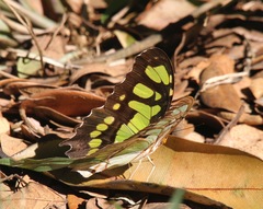 Siproeta stelenes