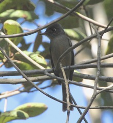 Contopus caribaeus