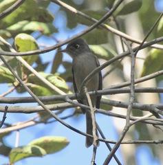 Contopus caribaeus