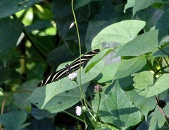 Heliconius charithonia