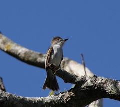 Myiarchus sagrae