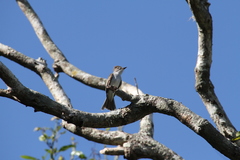 Myiarchus sagrae
