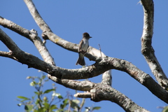 Myiarchus sagrae