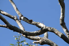 Myiarchus sagrae