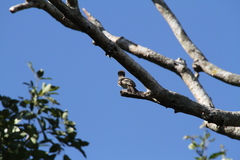 Myiarchus sagrae
