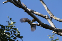 Myiarchus sagrae