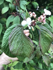 Viburnum plicatum
