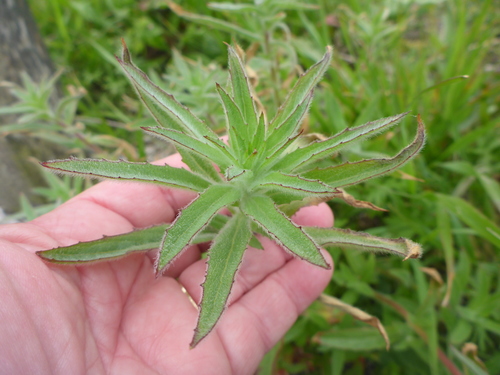 Dense Spike-primrose foliage