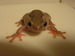Litoria dentata