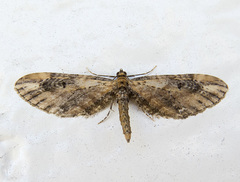 Eupithecia subapicata