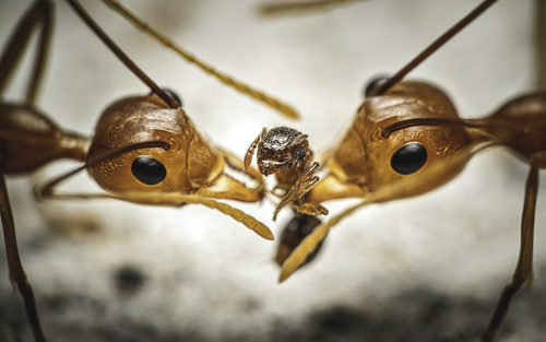 Photo of Asian Weaver Ant (Oecophylla smaragdina)