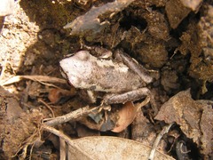 Litoria dentata